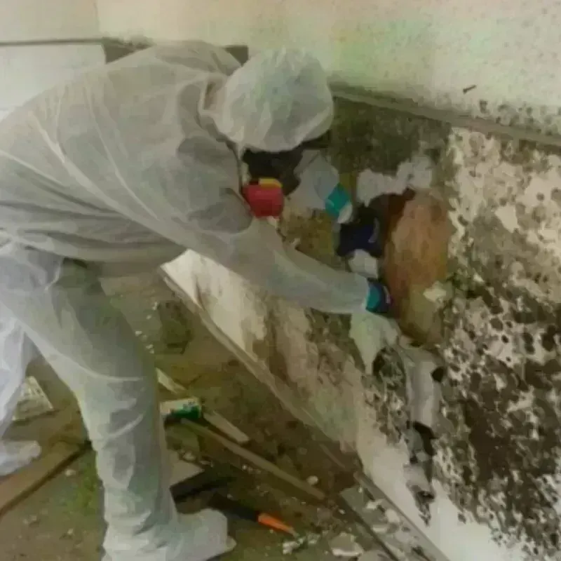 Mold Remediation and Removal in Oasis, CA